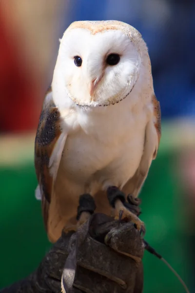 White owl at a bird show — Stock Photo, Image