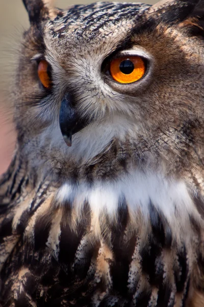 Grande coruja águia em close-up — Fotografia de Stock
