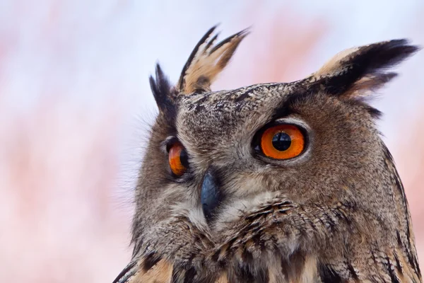 Big eagle owl in closeup — Stock Photo, Image