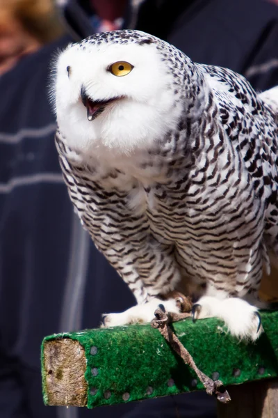 White snow owl in closeup — Stock Photo, Image