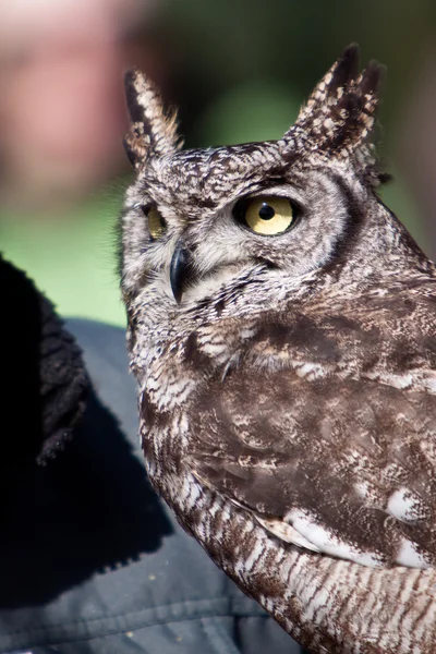Long eared owl in closeup — Stock Photo, Image