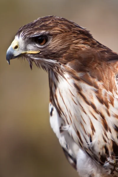 Большой коричневый орел в крупном плане — стоковое фото
