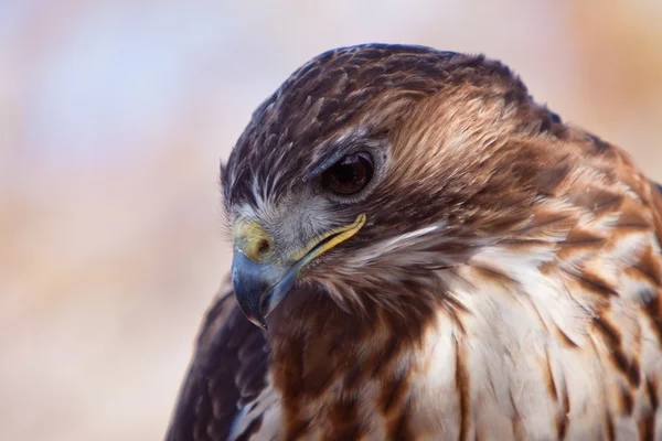 Gran águila marrón en primer plano — Foto de Stock