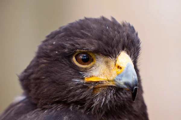 Joven águila juvenil en primer plano — Foto de Stock