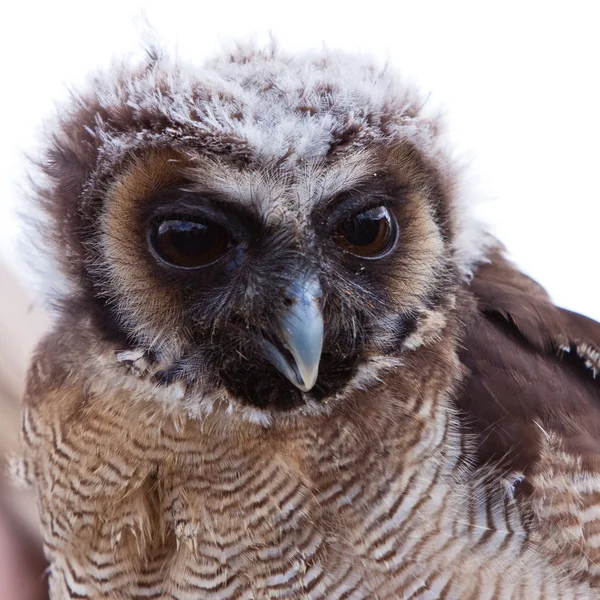 Young juvenile owl in closeup — Stock Photo, Image