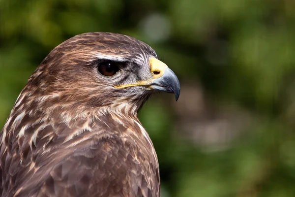 Большой коричневый орел в крупном плане — стоковое фото
