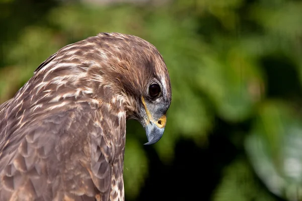 Grande águia marrom em close-up — Fotografia de Stock