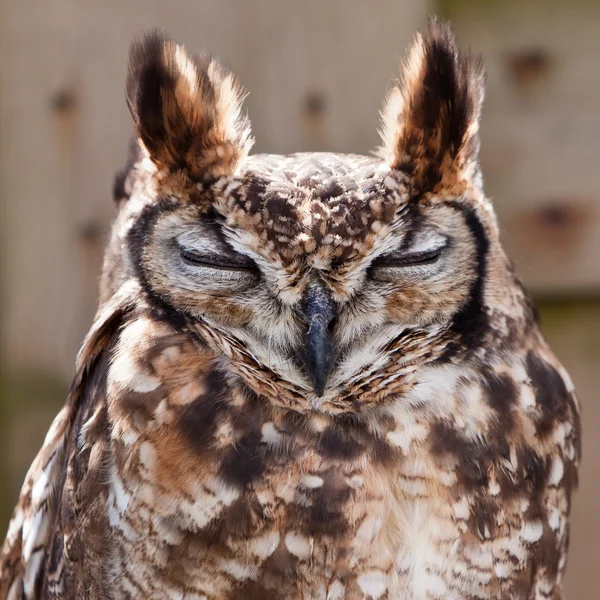 Long eared owl in closeup — Stok Foto