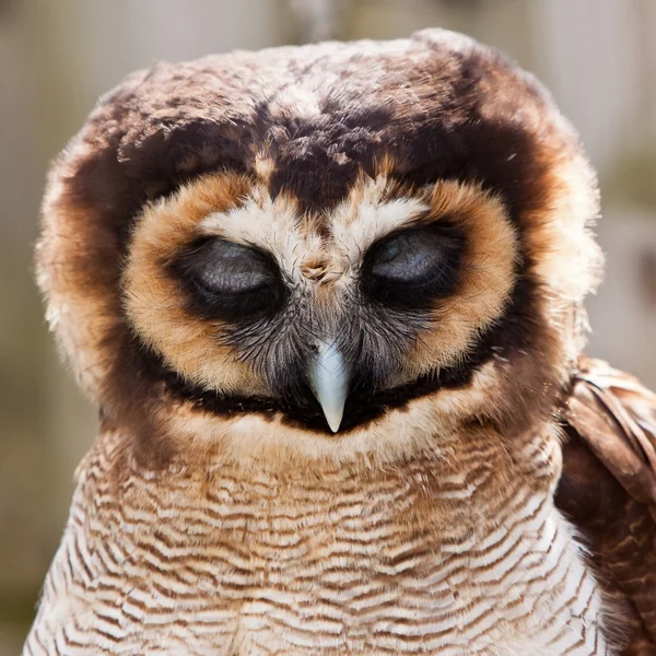 Young juvenile owl in closeup — Stock Photo, Image