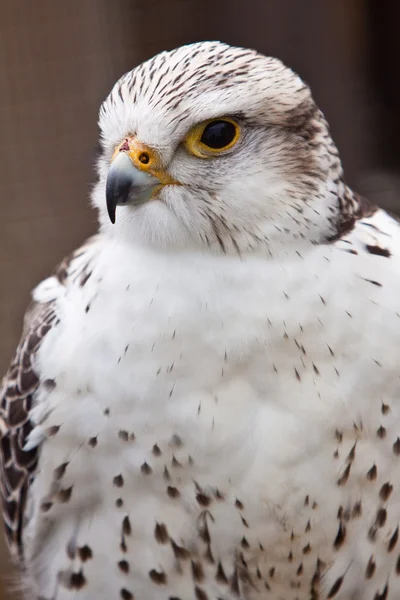 Big brown and white eagle in closeup — Stock Photo, Image