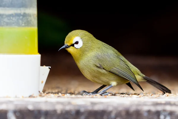 Pequeno pássaro tropical colorido comendo — Fotografia de Stock