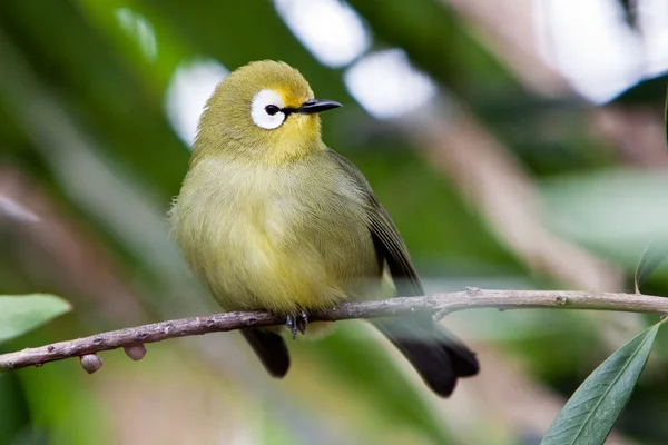 Маленькая красочная тропическая птица на ветке — стоковое фото