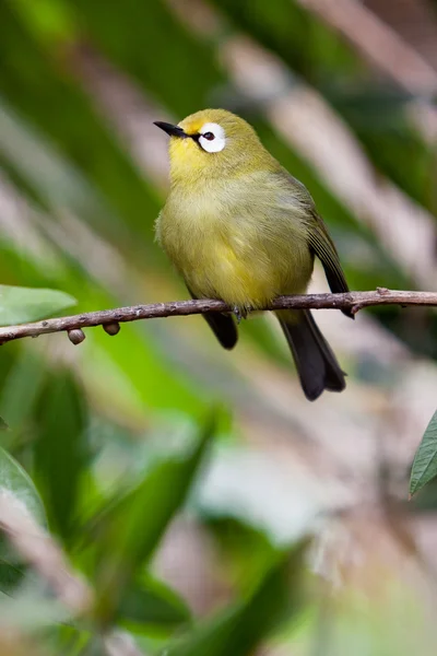 Malé barevné tropické ptáček na větvi — Stock fotografie