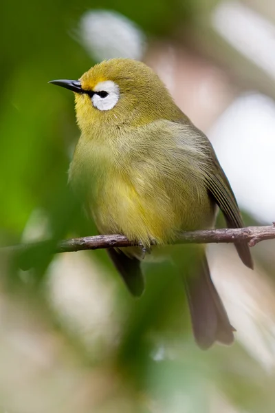 Pequeño pájaro tropical colorido en una rama — Foto de Stock