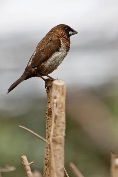 Невеликий барвистий тропічний птах на гілці — стокове фото