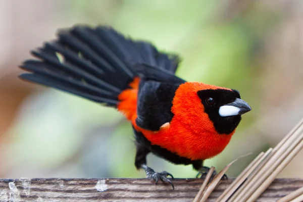 Malé barevné tropické ptáček na větvi — Stock fotografie