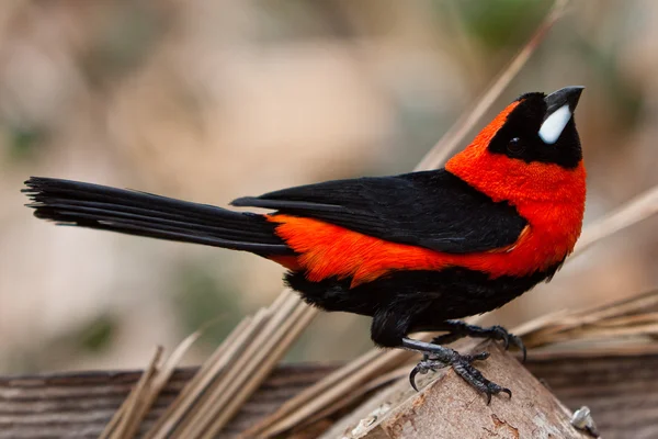 Pequeno pássaro tropical colorido em um ramo — Fotografia de Stock