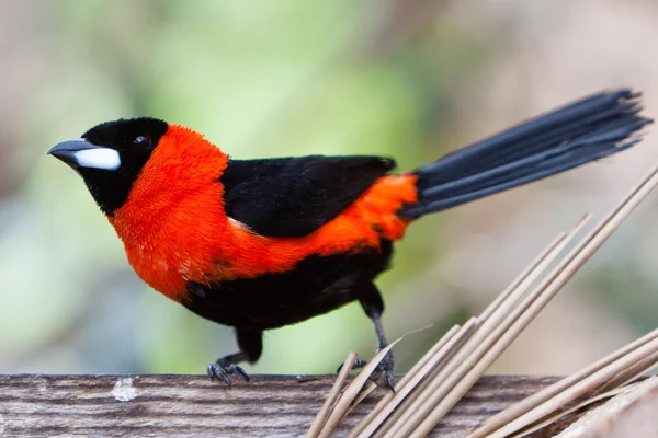 Kleine kleurrijke tropische vogel op een tak — Stockfoto