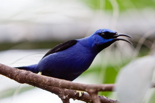 Kis színes trópusi madár a faágon zümmögés — Stock Fotó