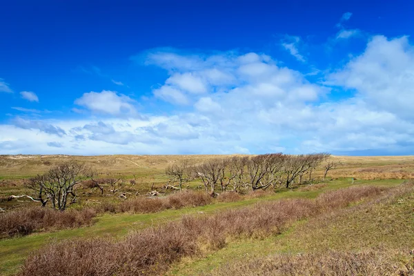 Trees standing near the dunes — Stock Photo, Image