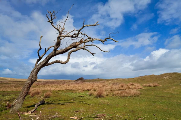 Tree standing near the dunes — Stock Photo, Image