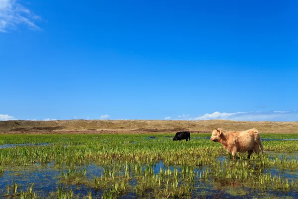 Scottisch Hooglanders wandelen door de wetlands — Stockfoto