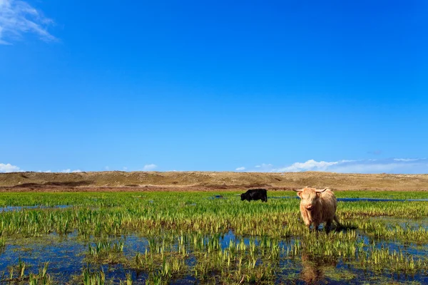 湿地を歩く scottisch ハイランダーズ — ストック写真