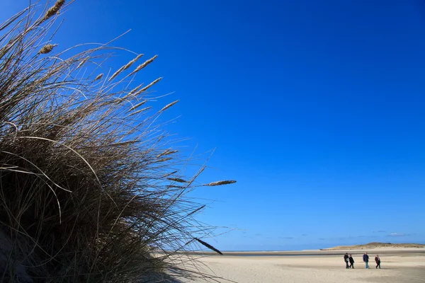 Sanddyner på stranden — Stockfoto