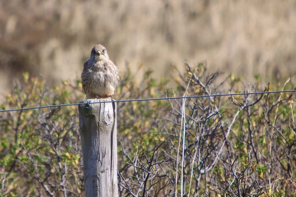 Nieletnich kestral ptak siedzący na ogrodzenie — Zdjęcie stockowe