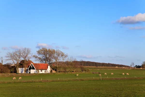 Casa en el campo con ovejas — Foto de Stock