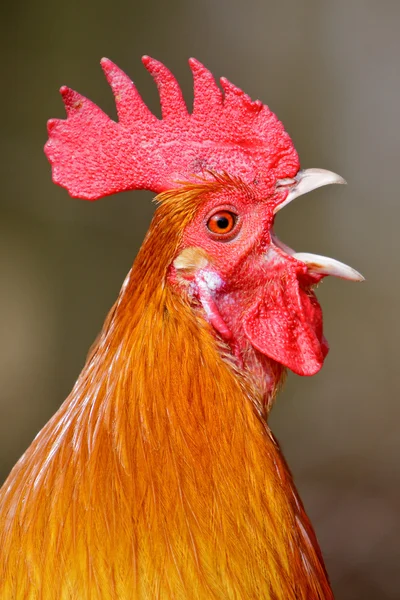 Red rooster bird in closeup Stock Picture