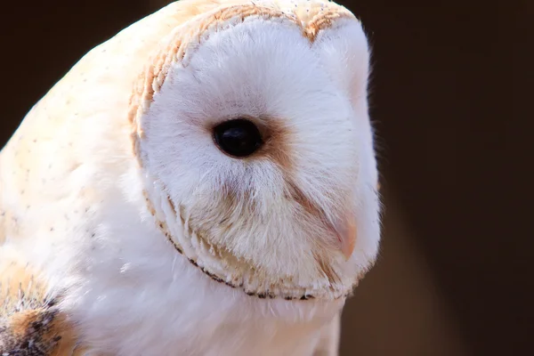 Close-up van een witte screech owl Stockfoto