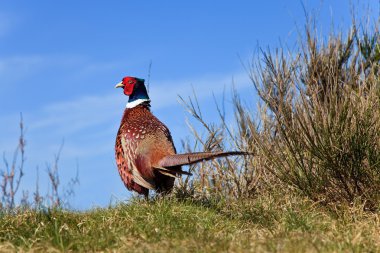 Pheasant male bird in the dunes clipart