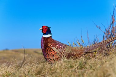 Pheasant male bird in the dunes clipart