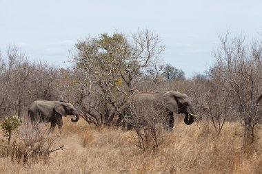 Çalılıkların arasında yürüyen fil