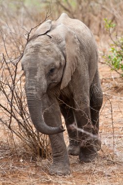 Baby elephant walking clipart