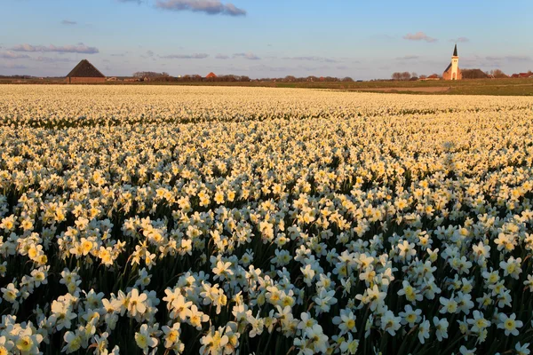 Large narcissus field in spring — Stock Photo, Image