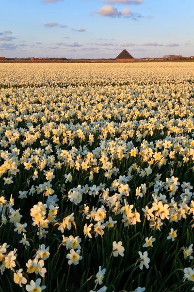 Large narcissus field in spring — Stock Photo, Image