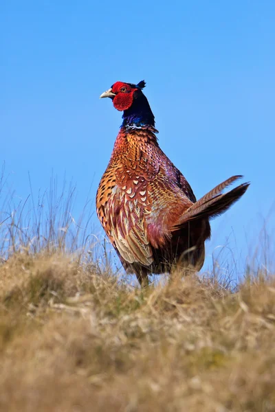 Pheasant male bird in the dunes — Stock Photo, Image