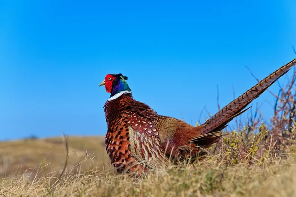 Pheasant male bird in the dunes — Stock Photo, Image