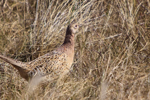 Pheasant female bird in the dunes — Stock Photo, Image
