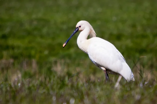 Grande pássaro branco spoonbill de pé em pastagens — Fotografia de Stock