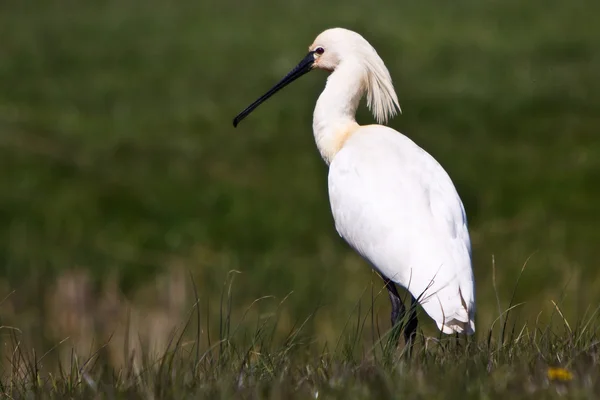Warzęcha biały duży ptak stojący w łąki — Zdjęcie stockowe