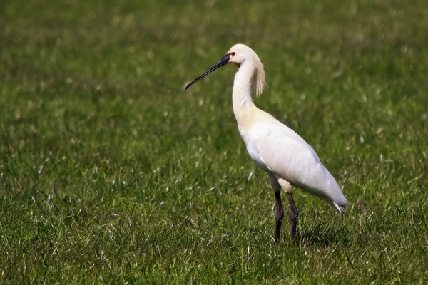 Grande pássaro branco spoonbill de pé em pastagens — Fotografia de Stock