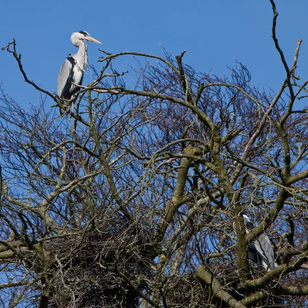 stock image Grey heron bird sitting in a tree