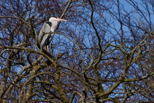 Garça cinzenta pássaro sentado em uma árvore — Fotografia de Stock