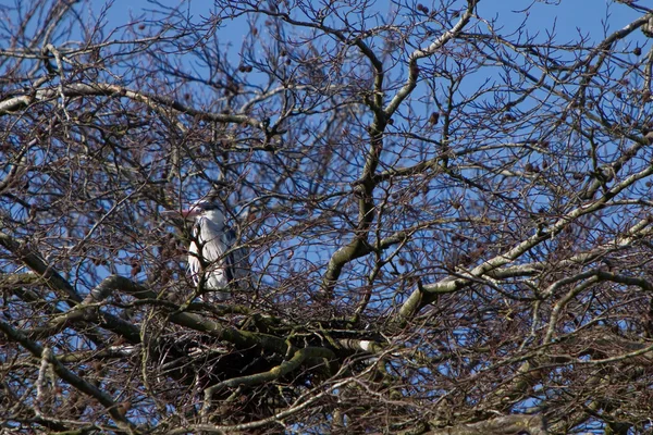 Héron gris oiseau assis sur le nid — Photo