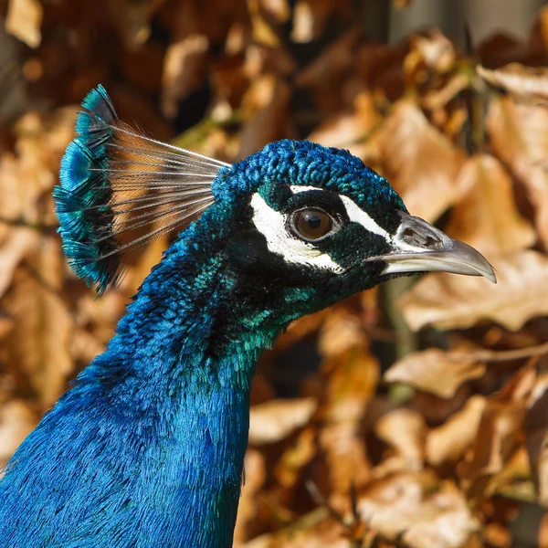 Blå påfågel huvud i närbild — Stockfoto