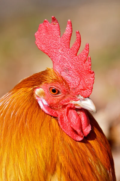 Pássaro galo vermelho em close-up — Fotografia de Stock