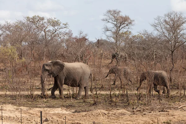 Olifanten lopen tussen de struiken — Stockfoto